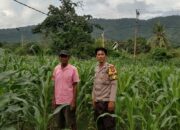 Bhabinkamtibmas Desa Lune Pantau Lahan Pertanian Jagung untuk Dukung Ketahanan Pangan