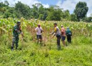 Bhabinkamtibmas Desa Kalimantong Dampingi Panen Jagung Anggota Poktan Pabunga