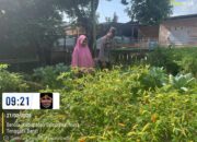 Bhabinkamtibmas Polsek Lape Sambang dan Pengecekan Pekarangan Pangan Bergizi di Desa Mama