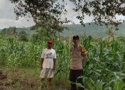 Bhabinkamtibmas Desa Lune Pantau Lahan Jagung untuk Ketahanan Pangan Nasional