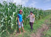 Bhabinkamtibmas Sukadamai Sosialisasikan Ketahanan Pangan Nasional