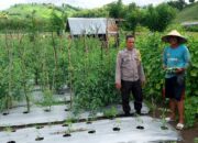 BKTM Desa Manggenae Pantau Lahan Tomat Warga untuk Dukung Ketahanan Pangan