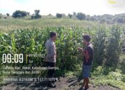 Bhabinkamtibmas Desa Calabai Pantau Lahan Pertanian untuk Program Ketahanan Pangan Nasional