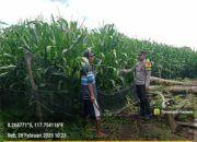 Bhabinkamtibmas Desa Beringin Jaya Pantau Lahan Pertanian dalam Program Ketahanan Pangan Nasional