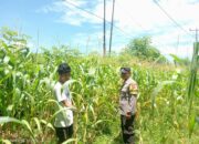 Bhabinkamtibmas Desa Nangakara Pantau Lahan Pertanian dalam Program Ketahanan Pangan Nasional