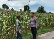 Bhabinkamtibmas Nanga Tumpu dampingi petani, dukung program ketahanan pangan nasional