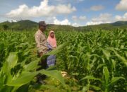 Bhabinkamtibmas Desa Ranggo Monitor Lahan Jagung dalam Program Ketahanan Pangan Nasional