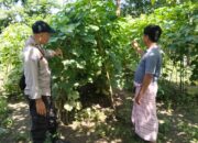 Bhabinkamtibmas Kelurahan Sambinae Laksanakan Pengecekan Pekarangan Pangan Bergizi (P2B)