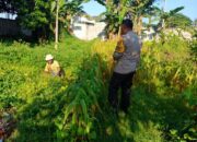 Bhabinkamtibmas Karang Bongkot Turun ke Sawah, Dukung Petani Maju!