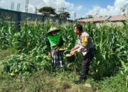 Bhabinkamtibmas Desa Bagik Polak Barat Ajak Petani Jagung Maju, Dukung Ketahanan Pangan