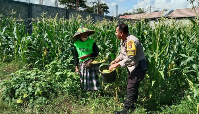 Dukung Ketahanan Pangan, Bhabinkamtibmas Bagik Polak Barat Sambangi Petani di Dusun Jogot