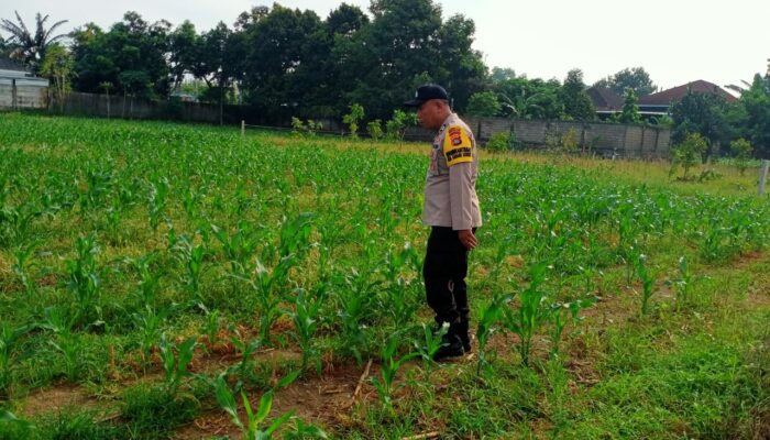 Polsek Labuapi Cek Lahan Jagung di Karang Bongkot, Petani Dapat Dukungan Penuh