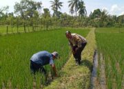 Lombok Barat, NTB – Kepolisian Resor (Polres) Lombok Barat menunjukkan komitmen kuat dalam mendukung program ketahanan pangan nasional. Hal ini dibuktikan dengan kegiatan aktif yang dilakukan oleh jajaran Bhabinkamtibmas di wilayah hukumnya, seperti yang terlihat di Desa Merembu, Kecamatan Labuapi. Pada hari Senin, 17 Maret 2025, Bhabinkamtibmas Desa Merembu, Aipda Sudarman, melaksanakan kunjungan ke warga masyarakat di Dusun Tangkeban. Kegiatan yang berlangsung sejak pukul 09.00 WITA ini bertujuan untuk mendorong masyarakat agar terus meningkatkan upaya dalam mewujudkan ketahanan pangan di tingkat rumah tangga dan desa. Kapolsek Labuapi, Polres Lombok Barat, Polda NTB, Ipda I Nyoman Rudi Santosa, menegaskan bahwa pihaknya sangat mendukung program pemerintah terkait swasembada pangan. Beliau menyampaikan apresiasi atas inisiatif Bhabinkamtibmas yang terjun langsung ke masyarakat untuk memberikan motivasi dan pendampingan. Dukungan Polri untuk Swasembada Pangan Nasional “Kami dari Polsek Labuapi sangat mendukung program ketahanan pangan yang dicanangkan oleh pemerintah,” ujar Ipda I Nyoman Rudi Santosa dalam keterangannya. “Kegiatan yang dilakukan oleh Bhabinkamtibmas Aipda Sudarman di Desa Merembu ini adalah salah satu wujud nyata dari dukungan tersebut. Kami berharap, dengan adanya dorongan ini, masyarakat semakin termotivasi untuk mengembangkan potensi di berbagai sektor.” Lebih lanjut, Kapolsek menjelaskan bahwa program ketahanan pangan ini mencakup berbagai bidang, mulai dari pertanian, peternakan, perikanan, hingga perkebunan. Pihaknya berharap, dengan diversifikasi usaha ini, masyarakat Desa Merembu dapat lebih mandiri dalam memenuhi kebutuhan pangan sehari-hari, sekaligus berkontribusi pada program swasembada pangan nasional. Bhabinkamtibmas Aktif Dorong Potensi Lokal Aipda Sudarman sendiri dalam kunjungannya berinteraksi langsung dengan para petani, peternak, dan warga lainnya. Ia memberikan semangat dan informasi terkait berbagai teknik dan inovasi yang dapat diterapkan untuk meningkatkan hasil produksi. Selain itu, ia juga menyampaikan pentingnya menjaga keamanan dan ketertiban di lingkungan desa agar program ketahanan pangan dapat berjalan dengan lancar. “Kami terus berupaya untuk hadir di tengah masyarakat, tidak hanya dalam menjaga keamanan tetapi juga dalam mendukung program-program positif seperti ketahanan pangan ini,” kata Aipda Sudarman. “Kami melihat potensi yang besar di Desa Merembu ini, dan kami yakin dengan kerja keras dan dukungan bersama, masyarakat dapat mencapai kemandirian pangan yang lebih baik.” Kondisi Desa Merembu Terpantau Aman dan Kondusif Dalam kesempatan yang sama, Kapolsek Labuapi juga menyampaikan kabar baik terkait kondisi keamanan di Desa Merembu. Beliau memastikan bahwa hingga saat ini, wilayah binaan Aipda Sudarman tersebut terpantau aman dan kondusif. Hal ini tentu menjadi modal penting dalam pelaksanaan berbagai program pembangunan, termasuk program ketahanan pangan. “Kami bersyukur bahwa situasi keamanan di Desa Merembu tetap terjaga dengan baik,” ungkap Ipda I Nyoman Rudi Santosa. “Ini adalah hasil dari sinergi antara pihak kepolisian, perangkat desa, dan seluruh elemen masyarakat. Kami akan terus berupaya untuk mempertahankan kondisi yang kondusif ini agar masyarakat dapat beraktivitas dengan tenang dan fokus dalam meningkatkan kesejahteraannya.” Kegiatan Bhabinkamtibmas di Desa Merembu ini merupakan contoh konkret dari peran aktif kepolisian dalam mendukung program-program pemerintah yang bertujuan untuk meningkatkan kesejahteraan masyarakat. Diharapkan, langkah ini dapat menginspirasi wilayah lain untuk melakukan hal serupa demi terwujudnya ketahanan pangan yang kuat di seluruh Indonesia. Dukungan dari berbagai pihak, termasuk kepolisian, menjadi kunci keberhasilan program strategis nasional ini.