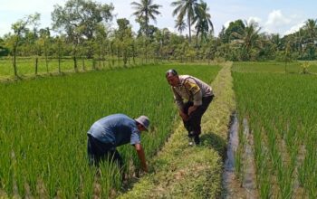 Lombok Barat, NTB – Kepolisian Resor (Polres) Lombok Barat menunjukkan komitmen kuat dalam mendukung program ketahanan pangan nasional. Hal ini dibuktikan dengan kegiatan aktif yang dilakukan oleh jajaran Bhabinkamtibmas di wilayah hukumnya, seperti yang terlihat di Desa Merembu, Kecamatan Labuapi. Pada hari Senin, 17 Maret 2025, Bhabinkamtibmas Desa Merembu, Aipda Sudarman, melaksanakan kunjungan ke warga masyarakat di Dusun Tangkeban. Kegiatan yang berlangsung sejak pukul 09.00 WITA ini bertujuan untuk mendorong masyarakat agar terus meningkatkan upaya dalam mewujudkan ketahanan pangan di tingkat rumah tangga dan desa. Kapolsek Labuapi, Polres Lombok Barat, Polda NTB, Ipda I Nyoman Rudi Santosa, menegaskan bahwa pihaknya sangat mendukung program pemerintah terkait swasembada pangan. Beliau menyampaikan apresiasi atas inisiatif Bhabinkamtibmas yang terjun langsung ke masyarakat untuk memberikan motivasi dan pendampingan. Dukungan Polri untuk Swasembada Pangan Nasional “Kami dari Polsek Labuapi sangat mendukung program ketahanan pangan yang dicanangkan oleh pemerintah,” ujar Ipda I Nyoman Rudi Santosa dalam keterangannya. “Kegiatan yang dilakukan oleh Bhabinkamtibmas Aipda Sudarman di Desa Merembu ini adalah salah satu wujud nyata dari dukungan tersebut. Kami berharap, dengan adanya dorongan ini, masyarakat semakin termotivasi untuk mengembangkan potensi di berbagai sektor.” Lebih lanjut, Kapolsek menjelaskan bahwa program ketahanan pangan ini mencakup berbagai bidang, mulai dari pertanian, peternakan, perikanan, hingga perkebunan. Pihaknya berharap, dengan diversifikasi usaha ini, masyarakat Desa Merembu dapat lebih mandiri dalam memenuhi kebutuhan pangan sehari-hari, sekaligus berkontribusi pada program swasembada pangan nasional. Bhabinkamtibmas Aktif Dorong Potensi Lokal Aipda Sudarman sendiri dalam kunjungannya berinteraksi langsung dengan para petani, peternak, dan warga lainnya. Ia memberikan semangat dan informasi terkait berbagai teknik dan inovasi yang dapat diterapkan untuk meningkatkan hasil produksi. Selain itu, ia juga menyampaikan pentingnya menjaga keamanan dan ketertiban di lingkungan desa agar program ketahanan pangan dapat berjalan dengan lancar. “Kami terus berupaya untuk hadir di tengah masyarakat, tidak hanya dalam menjaga keamanan tetapi juga dalam mendukung program-program positif seperti ketahanan pangan ini,” kata Aipda Sudarman. “Kami melihat potensi yang besar di Desa Merembu ini, dan kami yakin dengan kerja keras dan dukungan bersama, masyarakat dapat mencapai kemandirian pangan yang lebih baik.” Kondisi Desa Merembu Terpantau Aman dan Kondusif Dalam kesempatan yang sama, Kapolsek Labuapi juga menyampaikan kabar baik terkait kondisi keamanan di Desa Merembu. Beliau memastikan bahwa hingga saat ini, wilayah binaan Aipda Sudarman tersebut terpantau aman dan kondusif. Hal ini tentu menjadi modal penting dalam pelaksanaan berbagai program pembangunan, termasuk program ketahanan pangan. “Kami bersyukur bahwa situasi keamanan di Desa Merembu tetap terjaga dengan baik,” ungkap Ipda I Nyoman Rudi Santosa. “Ini adalah hasil dari sinergi antara pihak kepolisian, perangkat desa, dan seluruh elemen masyarakat. Kami akan terus berupaya untuk mempertahankan kondisi yang kondusif ini agar masyarakat dapat beraktivitas dengan tenang dan fokus dalam meningkatkan kesejahteraannya.” Kegiatan Bhabinkamtibmas di Desa Merembu ini merupakan contoh konkret dari peran aktif kepolisian dalam mendukung program-program pemerintah yang bertujuan untuk meningkatkan kesejahteraan masyarakat. Diharapkan, langkah ini dapat menginspirasi wilayah lain untuk melakukan hal serupa demi terwujudnya ketahanan pangan yang kuat di seluruh Indonesia. Dukungan dari berbagai pihak, termasuk kepolisian, menjadi kunci keberhasilan program strategis nasional ini.