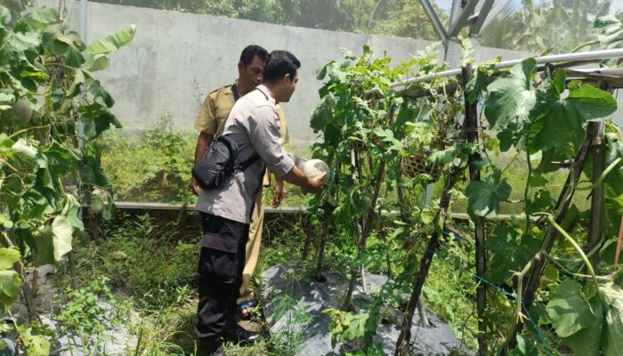 Inovasi Warga Dusun Bengkel: Pekarangan Jadi Lumbung Pangan Bergizi