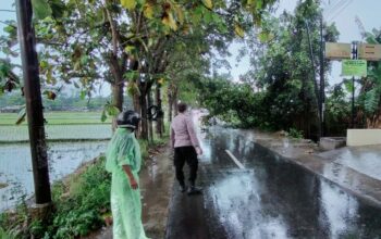 Pohon Tumbang Tutupi Jalan di Perumahan Mavilla, Polisi dan Warga Sigap Evakuasi