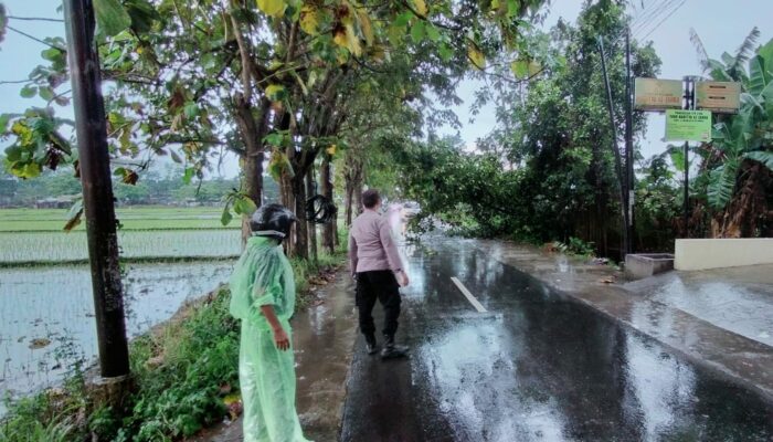 Pohon Tumbang di Labuapi, Lalu Lintas Sempat Tersendat