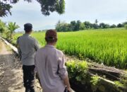 Polisi Turun ke Sawah! Bhabinkamtibmas Dukung Petani di Labuapi