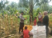 Bhabinkamtibmas di Sekotong Dampingi Petani Panen Jagung, Dukung Ketahanan Pangan