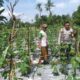 Pemanfaatan Lahan Kosong, Solusi Ketahanan Pangan di Lombok Barat