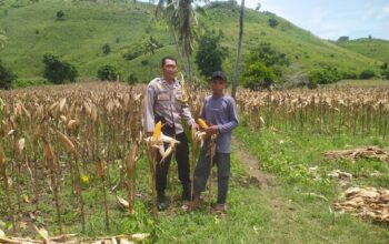 Bhabinkamtibmas Hadir di Ladang Jagung, Petani Merasa Didukung