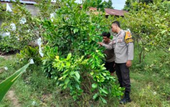 Bukan Sekadar Jaga Desa, Polisi Ini Jadi Penggerak Ketahanan Pangan