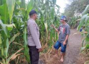 Polsek Kempo Pantau Pengolahan Lahan Pertanian, Dorong Kemandirian Pangan