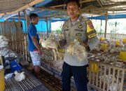 Dukung Ketahanan Pangan, Bhabinkamtibmas Desa Sermong Monitoring Ayam Potong Milik Warga Binaan