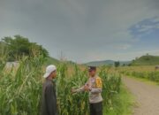 Polsek Woja Kawal Ketahanan Pangan, Bhabinkamtibmas Pantau Perkebunan Jagung Warga