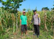 Polsek Woja Kawal Ketahanan Pangan: Bhabinkamtibmas Pantau Perkebunan Jagung di Desa Matua