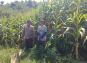 Bhabinkamtibmas Desa Mbawi Pantau Lahan Jagung dan Berikan Edukasi kepada Petani