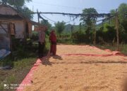 Bhabinkamtibmas Desa Jambu Pantau Panen Raya Jagung dalam Program Ketahanan Pangan Nasional