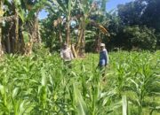 POLSEK WOJA PANTAU PENGOLAHAN LAHAN PEKARANGAN WARGA, DUKUNG KETAHANAN PANGAN NASIONAL