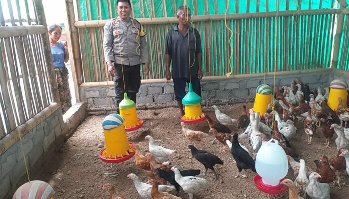 Bhabinkamtibmas Jagaraga Dukung Peternak Ayam, Jaga Ketahanan Pangan