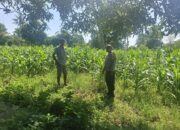 Polsek Woja Pantau Lahan Pertanian Warga, Dukung Program Ketahanan Pangan Nasional 2025