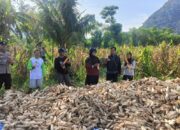Dukung Ketahanan Pangan, Bhabinkamtibmas Desa Sekongkang Bawah Berikan Pendampingan Panen Jagung di Salah Satu Lahan Milik Warga