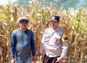 Bhabinkamtibmas Pantau Lahan Jagung di Madaprama untuk Dukung Ketahanan Pangan Nasional 2025