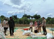 Bhabinkamtibmas Kandai Dua Pantau Panen Jagung dalam Program Ketahanan Pangan Nasional