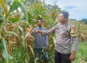 Bhabinkamtibmas Desa Kole Pantau Perkembangan Jagung dalam Rangka Meningkatkan Ketahanan Pangan Nasional