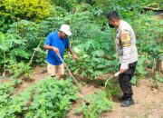 Dukung Ketahanan Pangan, Bhabinkamtibmas Desa Mantun Monitoring Pekarangan Bergizi Masyarakat