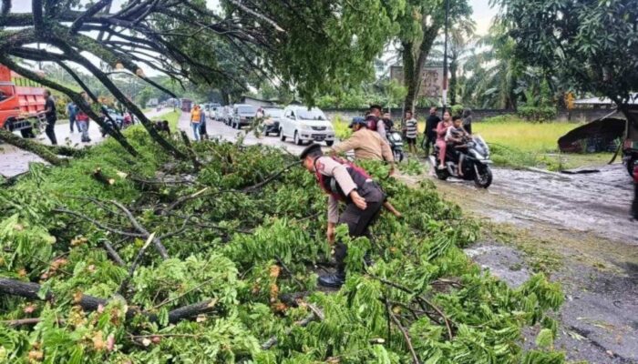 Pohon Tumbang! Sat Samapta Polres Labuhanbatu Gercep Bertindak