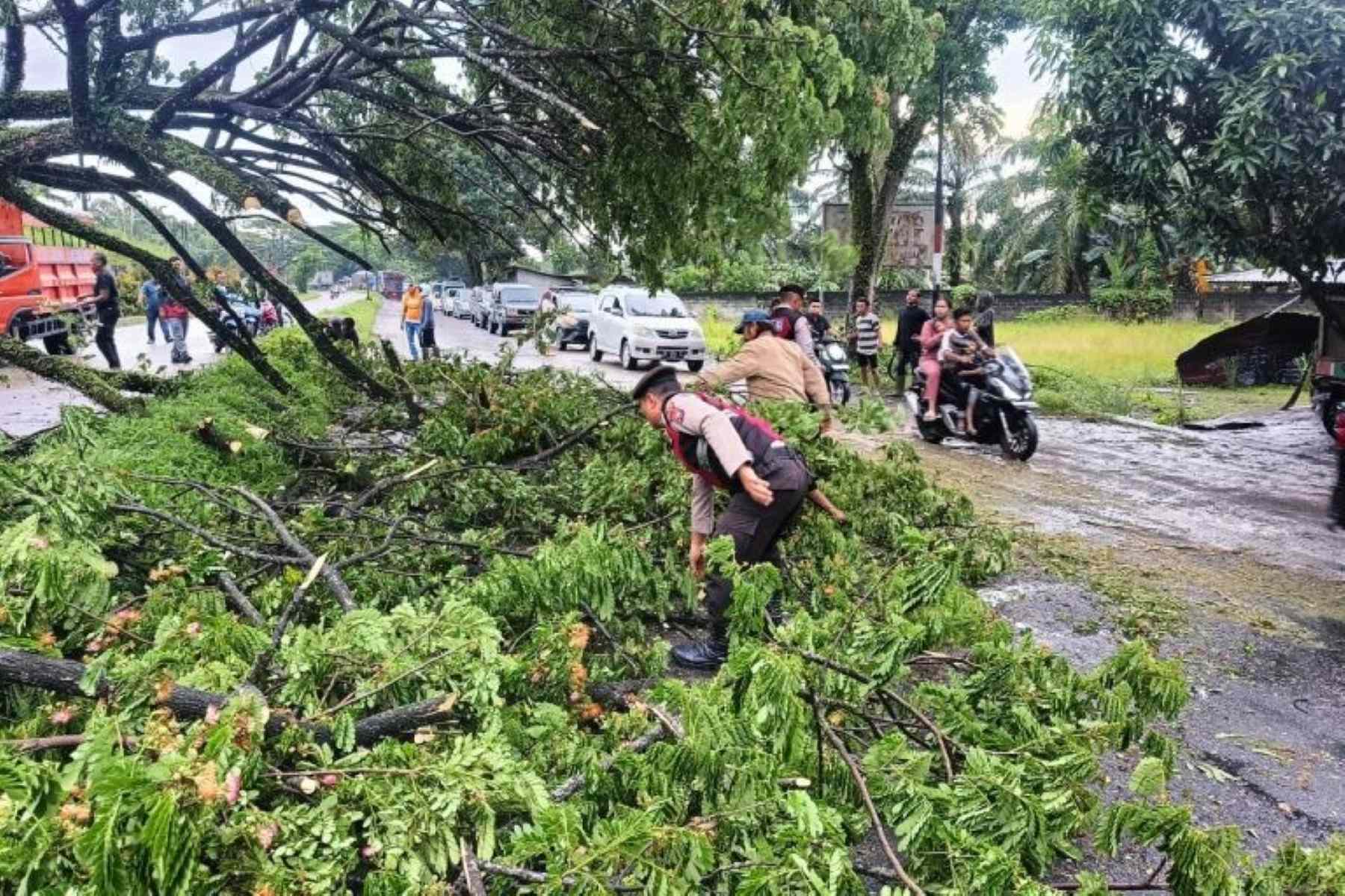 Pohon Tumbang! Sat Samapta Polres Labuhanbatu Gercep Bertindak
