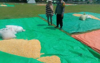 Bhabinkamtibmas Desa Daha Dampingi Warga Jemur Jagung, Dukung Ketahanan Pangan Menuju Indonesia Emas 2045