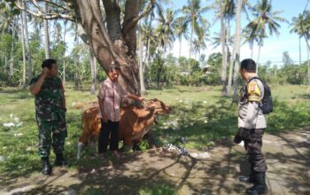 Pemanfaatan Pekarangan untuk Ketahanan Pangan di Batulayar