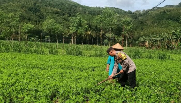 Bhabinkamtibmas Dukung Ketahanan Pangan di Sekotong