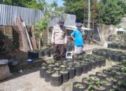 Upaya Bhabinkamtibmas Desa Kuripan Utara Tingkatkan Kemandirian Pangan Warga