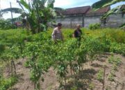 Ketahanan Pangan Keluarga: Upaya Nyata dari Desa Jagaraga