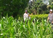 Bhabinkamtibmas Jagaraga dan Petugas PPL Cek Langsung Kondisi Pertanian Jagung di Kuripan