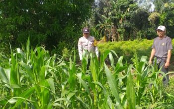 Bhabinkamtibmas Jagaraga dan Petugas PPL Cek Langsung Kondisi Pertanian Jagung di Kuripan
