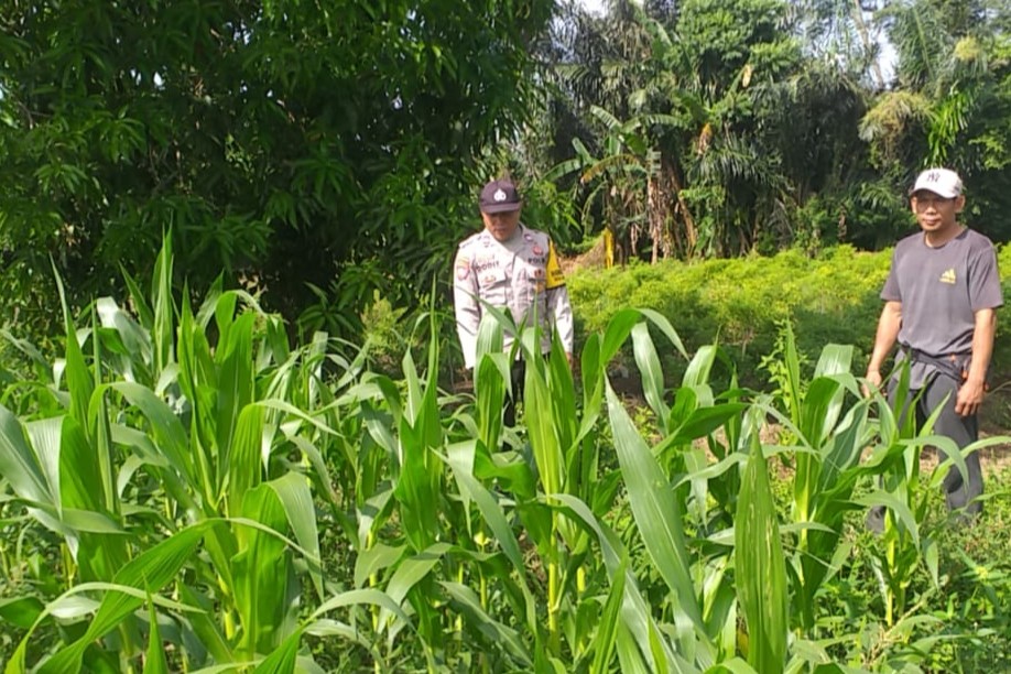 Bhabinkamtibmas Jagaraga dan Petugas PPL Cek Langsung Kondisi Pertanian Jagung di Kuripan